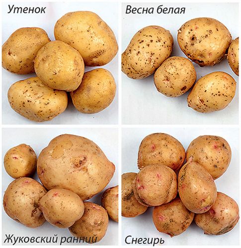 Какой сорт картошки самый лучший