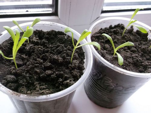 Диморфотека: выращивание из семян - подробная инструкция