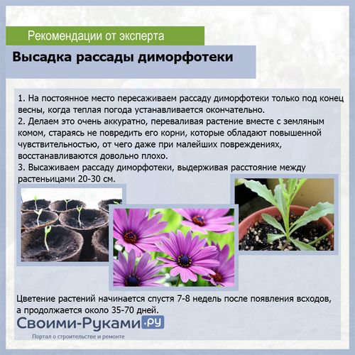 Диморфотека: выращивание из семян - подробная инструкция