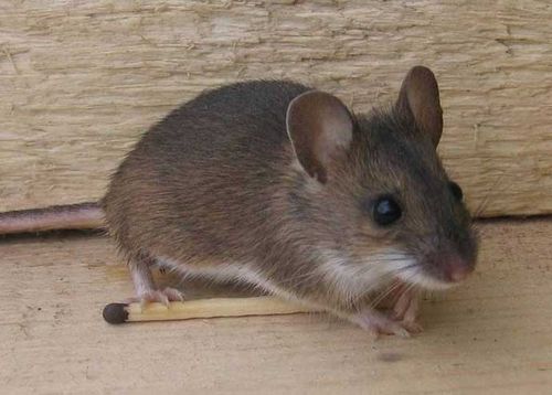 Как избавиться от мышей в квартире навсегда: способы поймать и отпугнуть