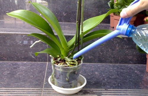 kak polivat orhideju v domashnih uslovijah 1