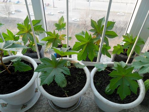 Клещевина: выращивание из семян, когда сажать - подробные пошаговые инструкции!