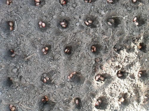 Клещевина: выращивание из семян, когда сажать - подробные пошаговые инструкции!