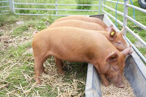 Откорм свиней в домашних условиях - подробная информация!
