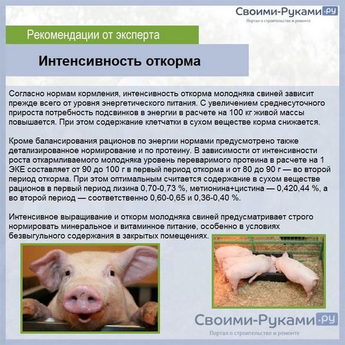 Откорм свиней в домашних условиях - подробная информация!