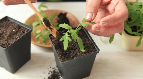 Уход за рассадой помидор в домашних условиях - пошаговая инструкция!