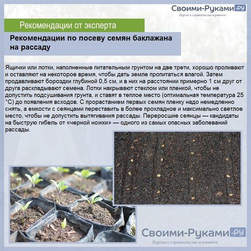 Выращивание баклажанов в Беларуси - подробная информация!