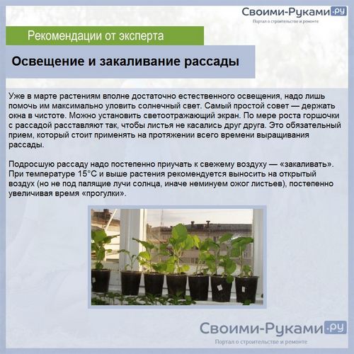 vyrashhivanie baklazhanov v belarusi podrobnaja 22 1