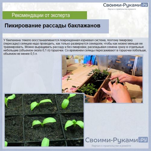 vyrashhivanie baklazhanov v belarusi podrobnaja 23 1