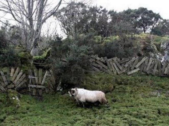 Забор для овец