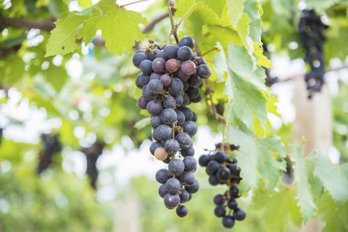 Неукрывной виноград для Подмосковья - выбор сорта