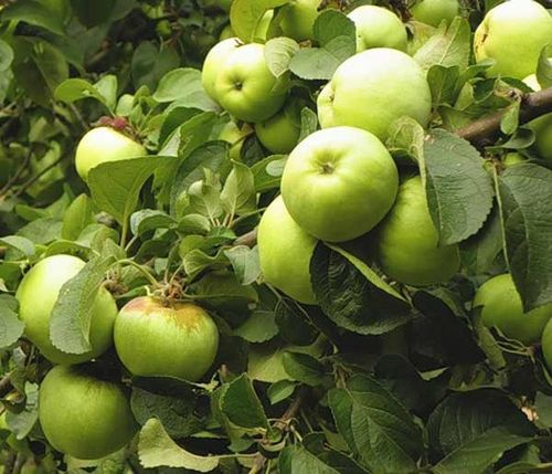 Яблоня. Посадка, выращивание и уход. Правильная посадка и уход за яблоней - залог получения хорошего урожая.