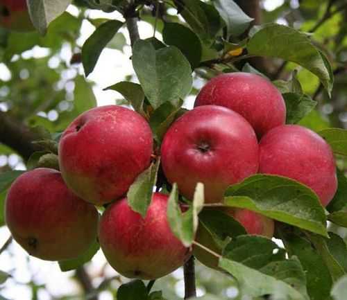 Яблоня. Посадка, выращивание и уход. Правильная посадка и уход за яблоней - залог получения хорошего урожая.