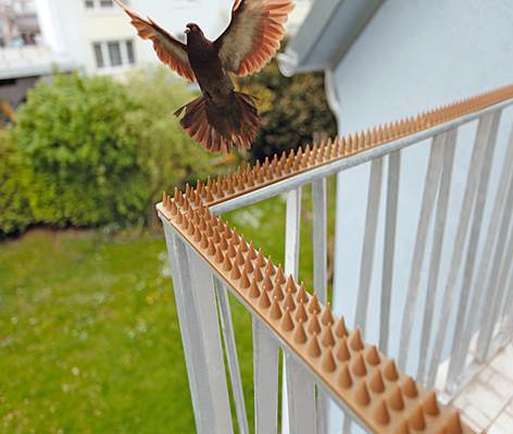 Как избавиться от голубей на балконе: как отвадить голубей от балкона