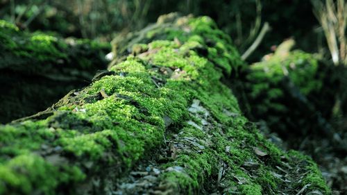 Как вырастить мох: в саду, на деревьях и камнях. Способ выращивания мха и декорация ландшафта