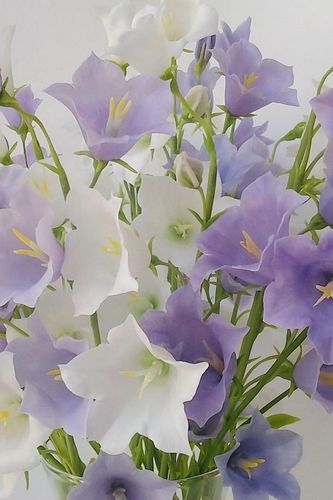 Колокольчик из фоамирана: мастер-класс с видео, МК по выкройке, новогодний как сделать, с шаблоном пошагово (колокольчик, фоамирана) Колокольчик из фоамирана: мастер-класс с видео, МК по выкройке, новогодний как сделать, с шаблоном пошагово