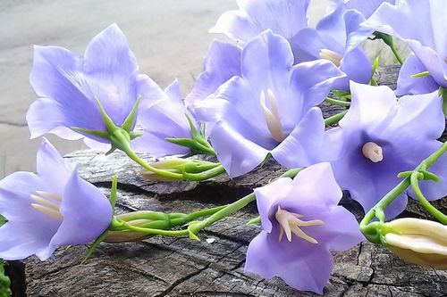 Колокольчик из фоамирана: мастер-класс с видео, МК по выкройке, новогодний как сделать, с шаблоном пошагово (колокольчик, фоамирана) Колокольчик из фоамирана: мастер-класс с видео, МК по выкройке, новогодний как сделать, с шаблоном пошагово