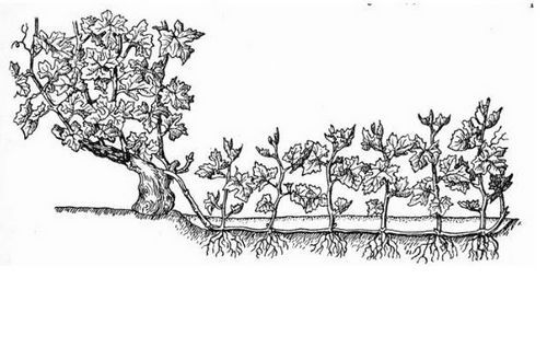 Виноград на балконе выращивание: как вырастить девичий виноград