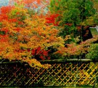 Деревянная ограда